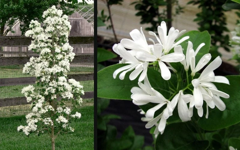 Tokyo Tower Chinese Fringe Tree (Chionanthus Retusus) - 7 Gallon Pot (5-6') - Image 5