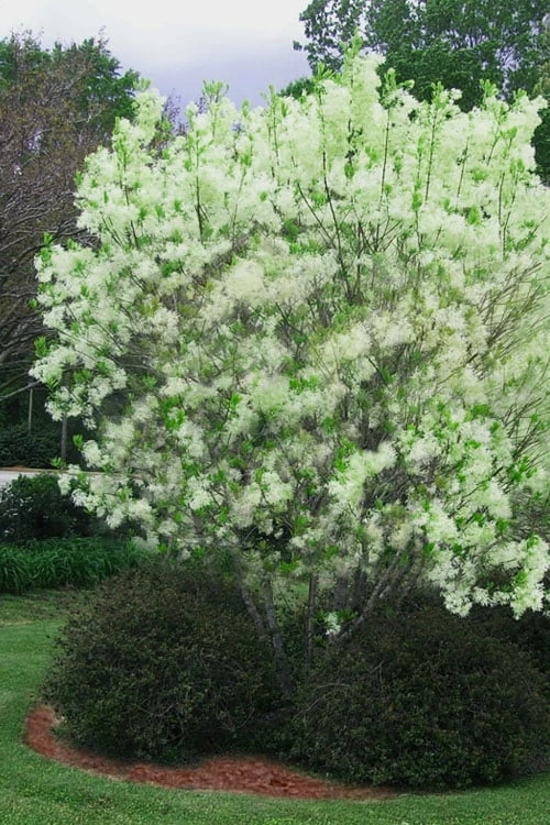 Grancy Graybeard - White Fringe Tree - 1 Gallon Pot - Image 9