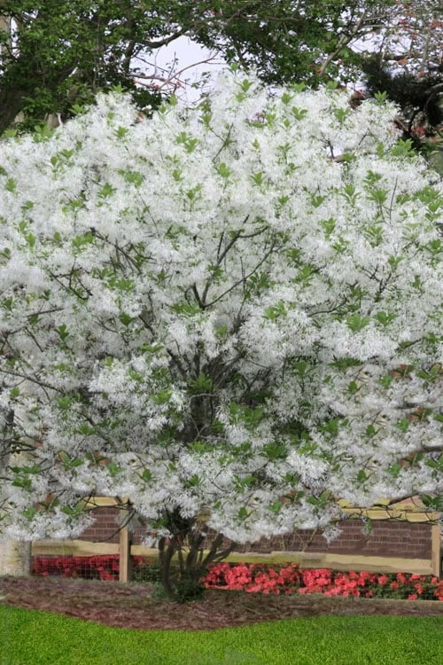 Grancy Graybeard - White Fringe Tree - 1 Gallon Pot - Image 4