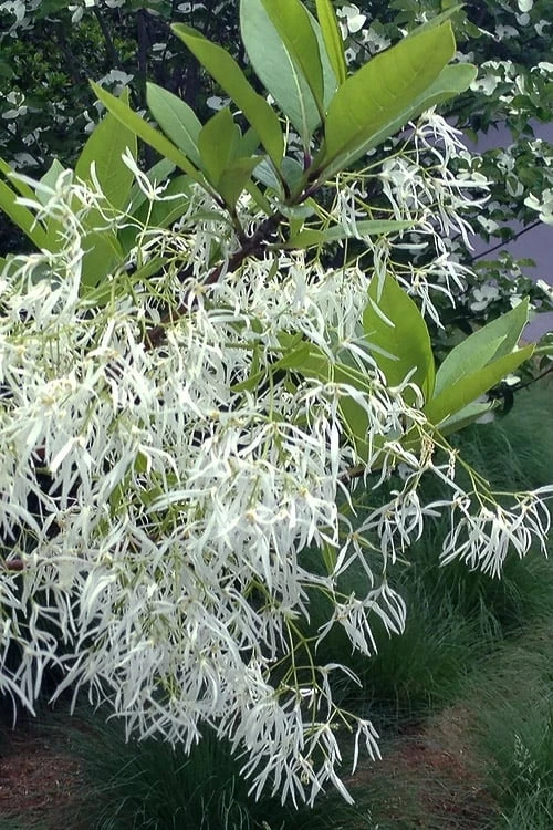 Spring Fleecing Fringe Tree (Chionanthus Virginicus) - 7 Gallon Pot (3-4') - Image 4