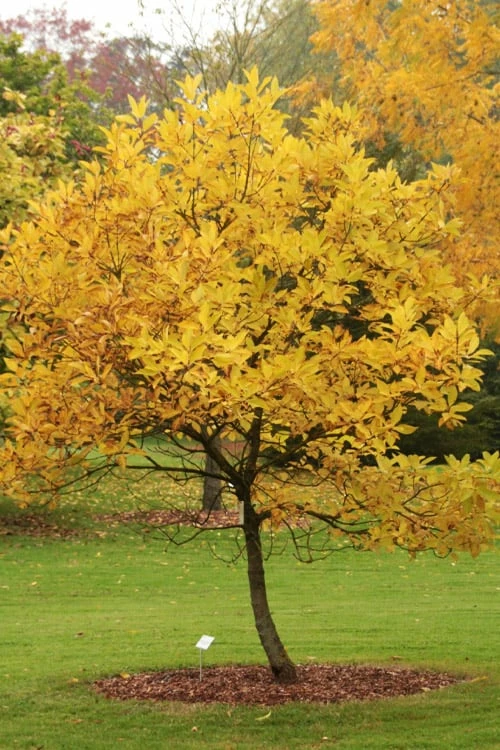 Spring Fleecing Fringe Tree (Chionanthus Virginicus) - 7 Gallon Pot (3-4') - Image 6