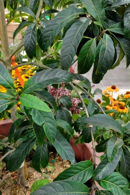 Spring Fleecing Fringe Tree (Chionanthus Virginicus) - 7 Gallon Pot (3-4') - Image 5
