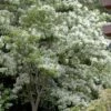 Spring Fleecing Fringe Tree (Chionanthus Virginicus) - 7 Gallon Pot (3-4')
