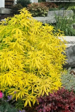 Goldfingers Mexican Orange Blossom (Choisya) - 2 Gallon Pot