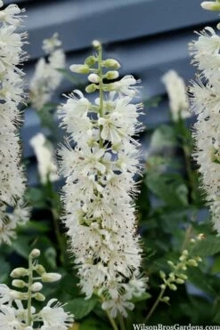 Sixteen Candles Summersweet (Clethra) - 1 Gallon Pot