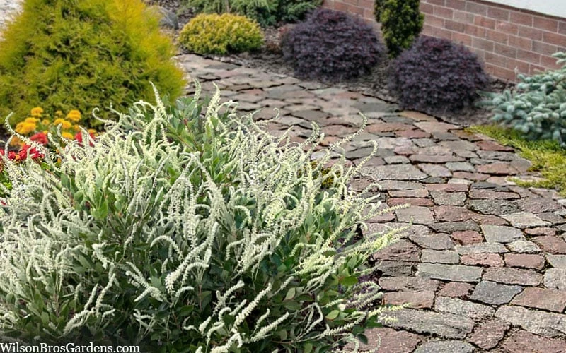 Summer Sparkler Summersweet (Clethra) - 1 Gallon Pot - Image 4