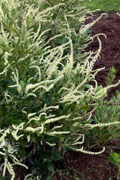 Summer Sparkler Summersweet (Clethra) - 1 Gallon Pot - Image 5