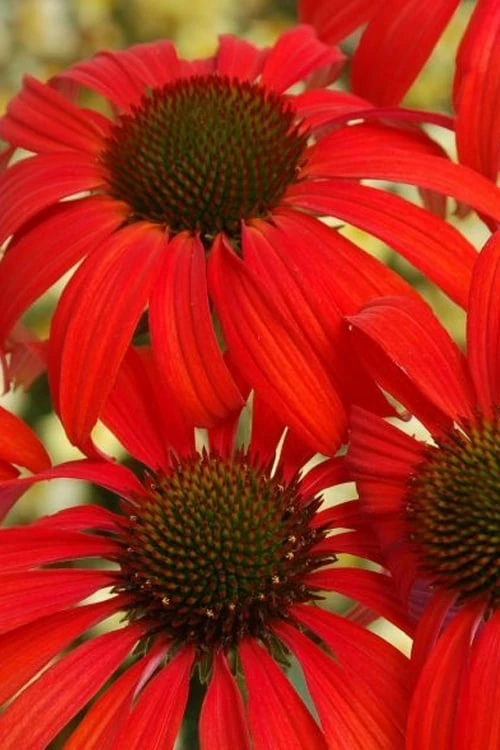 Tomato Soup Coneflower (Echinacea) - 1 Gallon Pot - Image 7