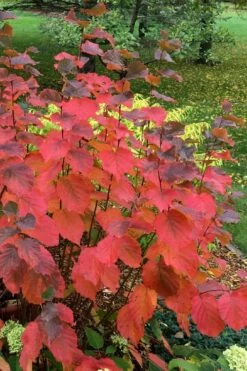 American Hazelnut Filbert (Corylus Americana) - 3 Pack Of 1.5 Quart Pots