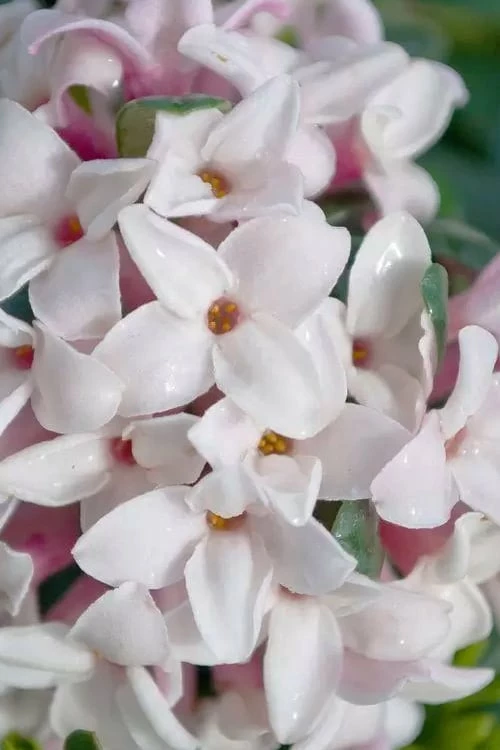 Splash Variegated Summer Daphne - 1 Gallon Pot - Image 6