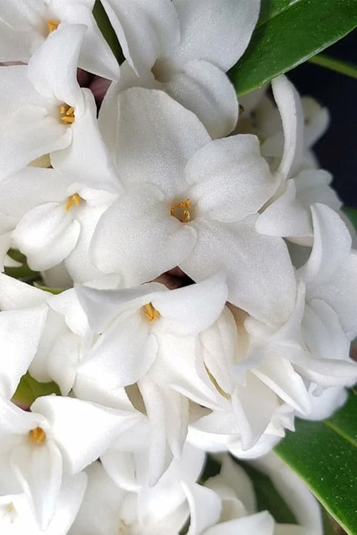 White Perfume Princess Winter Daphne - 2 Gallon Pot - Image 5