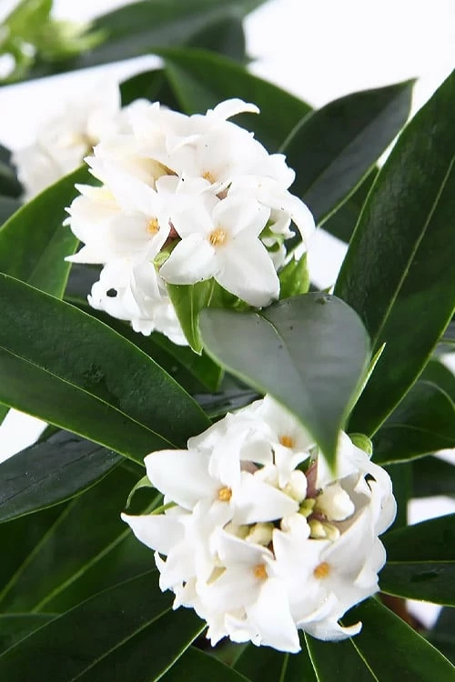 White Perfume Princess Winter Daphne - 2 Gallon Pot - Image 6