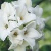 White Perfume Princess Winter Daphne - 3 Gallon Pot