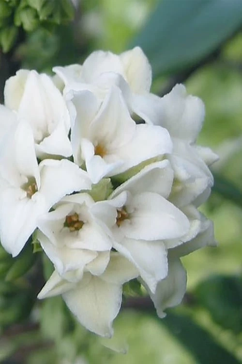 White Perfume Princess Winter Daphne - 3 Gallon Pot