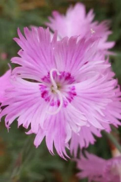 Bath's Pink Dianthus - 5 Pack Of Quart Pots