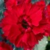 Fire Star Dianthus (Carnation) - 5 Pack Of Quart Pots