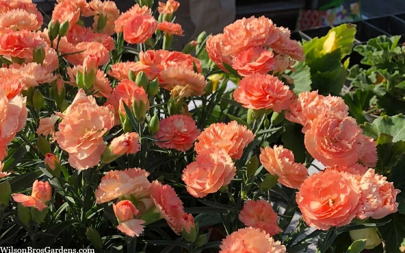 Super Trouper Orange Dianthus (Carnation) - 10 Pack Of Quart Pots - Image 4
