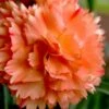 Super Trouper Orange Dianthus (Carnation) - 5 Pack Of Quart Pots