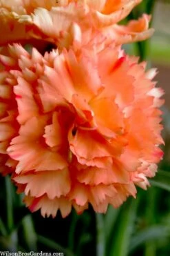 Super Trouper Orange Dianthus (Carnation) - 5 Pack Of Quart Pots