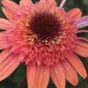Raspberry Truffle Coneflower (Echinacea) - 1 Gallon Pot
