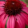 Sombrero Baja Burgundy Coneflower (Echinacea) - 1 Gallon Pot