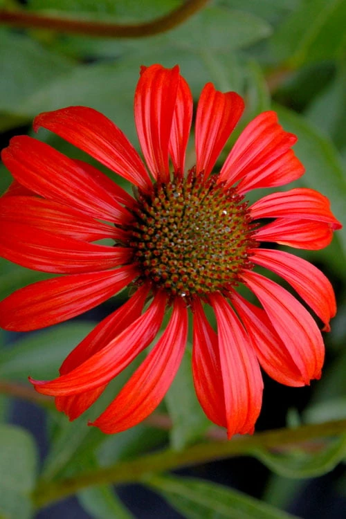 Tomato Soup Coneflower (Echinacea) - 1 Gallon Pot - Image 5