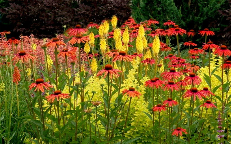 Tomato Soup Coneflower (Echinacea) - 1 Gallon Pot - Image 6