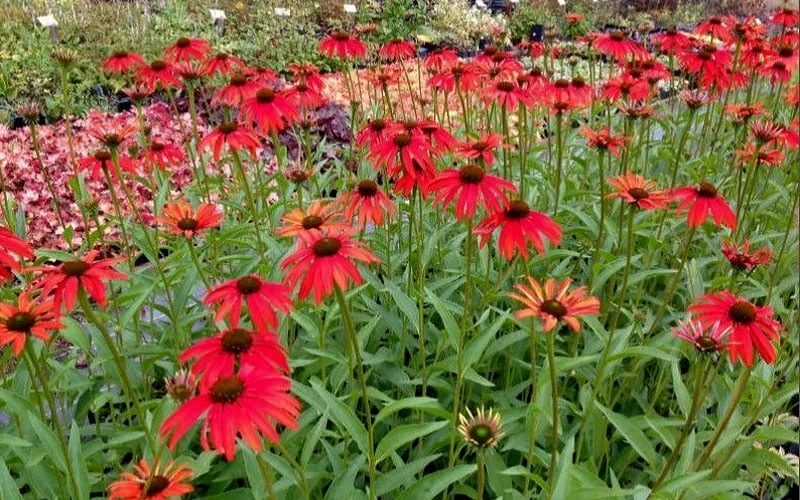 Tomato Soup Coneflower (Echinacea) - 1 Gallon Pot - Image 4