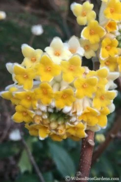 Edgeworthia Chrysantha - Paper Bush - 1 Gallon Pot