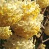 Snow Cream Edgeworthia Paper Bush - 5 Gallon