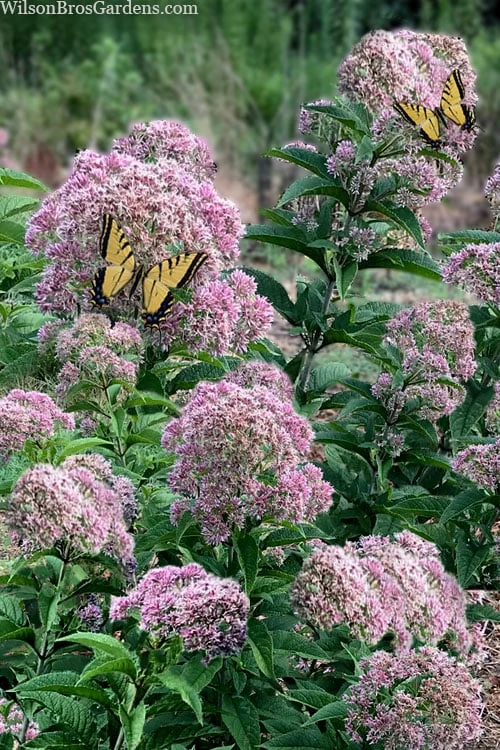 Queen Of The Prairie Hollow Stem Joe Pye Weed - 1 Gallon Pot - Image 5