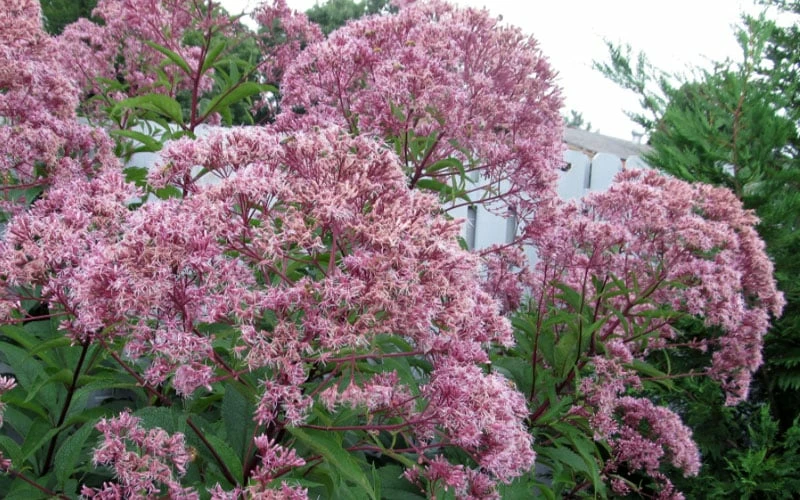 Queen Of The Prairie Hollow Stem Joe Pye Weed - 1 Gallon Pot - Image 6