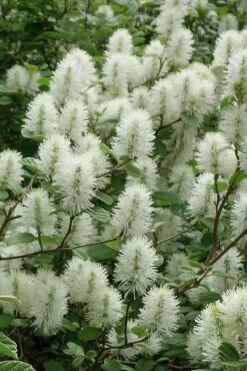Dwarf Fothergilla - 1 Gallon Pot