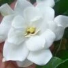 Fall In Love Cold Hardy Gardenia - 1 Gallon Pot