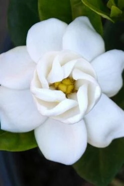 Buttons Gardenia - 1 Gallon Pot