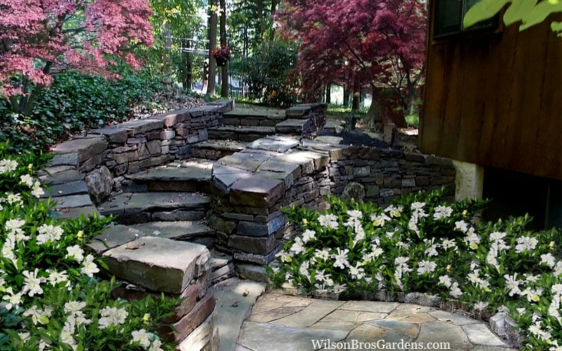 Celestial Star Gardenia - 1 Gallon Pot - Image 5