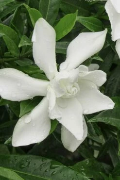 Frost Proof Gardenia - 3 Gallon Pot