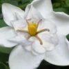 Snow Flurry Hardy Gardenia - 3 Gallon Pot