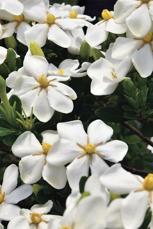 Snow Girl Hardy Dwarf Gardenia - 1 Gallon Pot - Image 4
