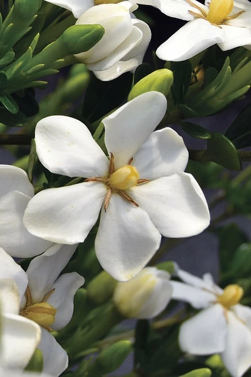 Snow Girl Hardy Dwarf Gardenia - 1 Gallon Pot - Image 5