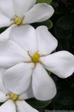 Snow Girl Hardy Dwarf Gardenia - 3 Gallon Pot