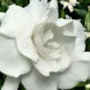 Snow Puff Hardy Gardenia - 7 Gallon Pot