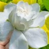 Gold Doubloon Gardenia - 1 Gallon Pot