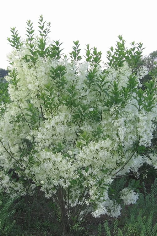 Grancy Graybeard - White Fringe Tree - 1 Gallon Pot - Image 7