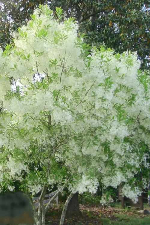 Grancy Graybeard - White Fringe Tree - 1 Gallon Pot - Image 8