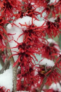 Diane Red Witch Hazel (Hamamelis X Intermedia) - 5 Gallon Pot
