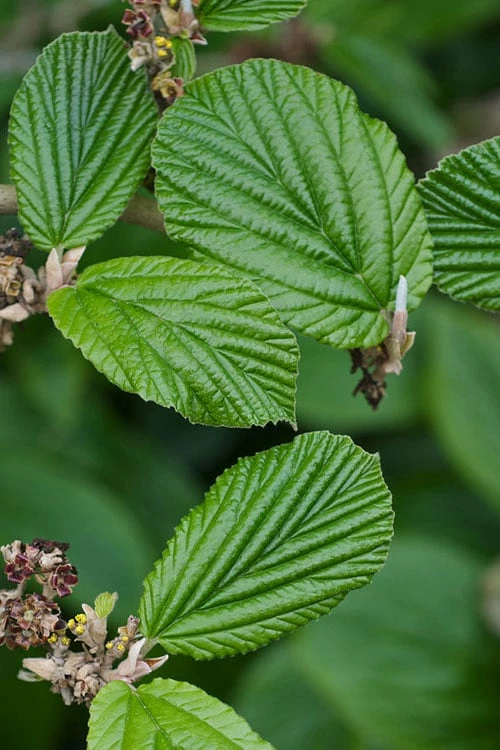 Ozark Witch Hazel (Hamamelis Vernalis) - 5 Gallon Pot - Image 6