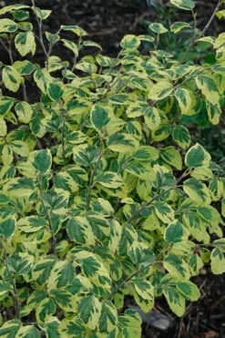 Little Prospect Golden American Witch Hazel (Hamamelis Virginiana) - 5 Gallon Pot