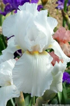 Immortality Tall Bearded Iris (Reblooming) - 1 Gallon Pot