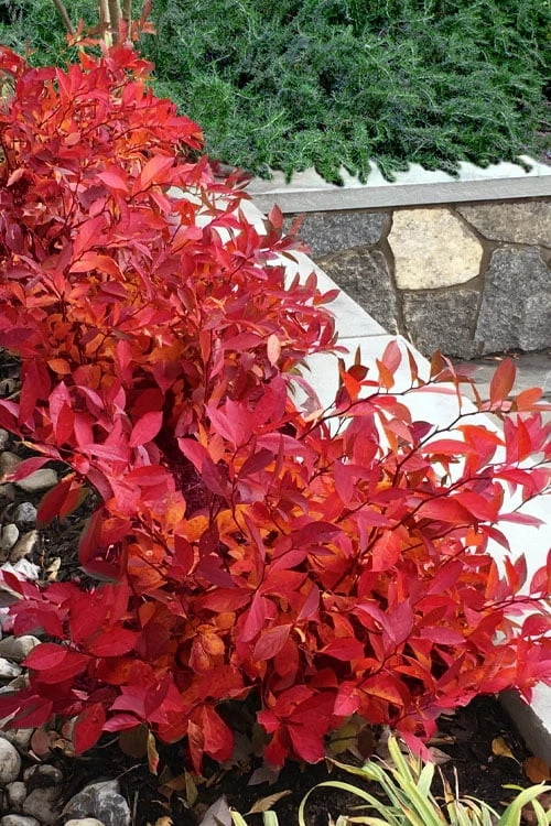 Scentlandia Sweetspire (Itea Virginica) - 3 Gallon Pot - Image 4